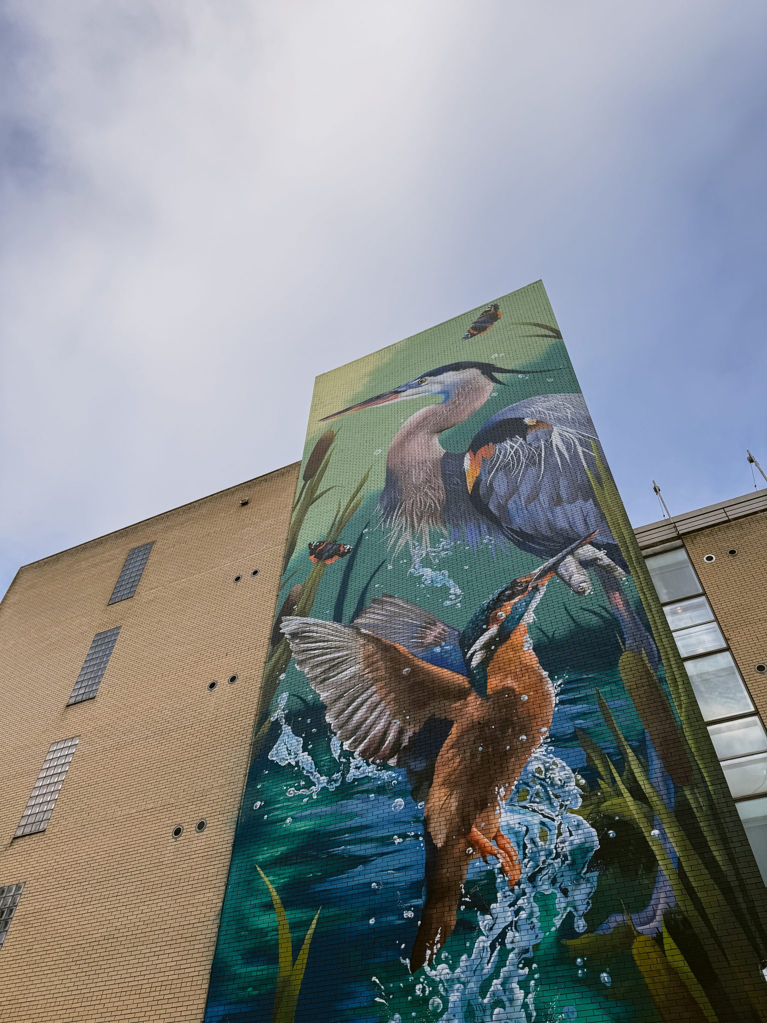 Located in Sheffield, this large outdoor mural showcases stunning birds, including a heron and kingfisher, against a brick building facade. The artwork beautifully incorporates water and foliage elements, making it a perfect backdrop for unique wedding photography.
