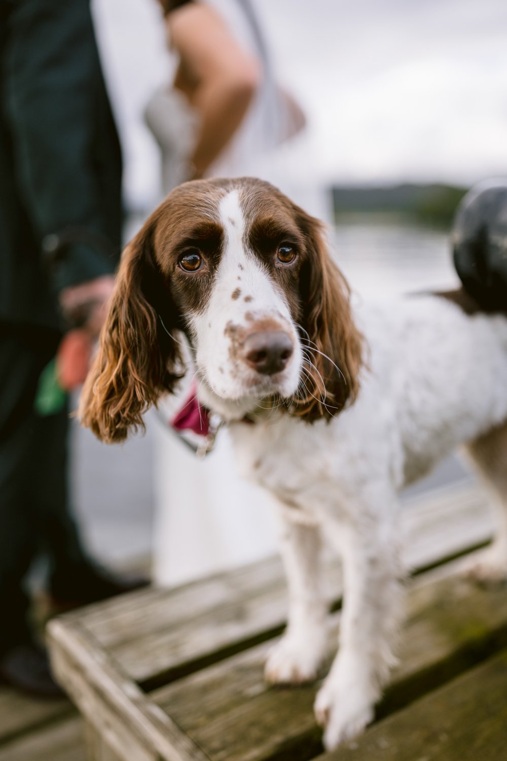 A brown and white dog stands on a wooden platform at Lady Gilford’s House, facing the camera, with blurred people in the background.