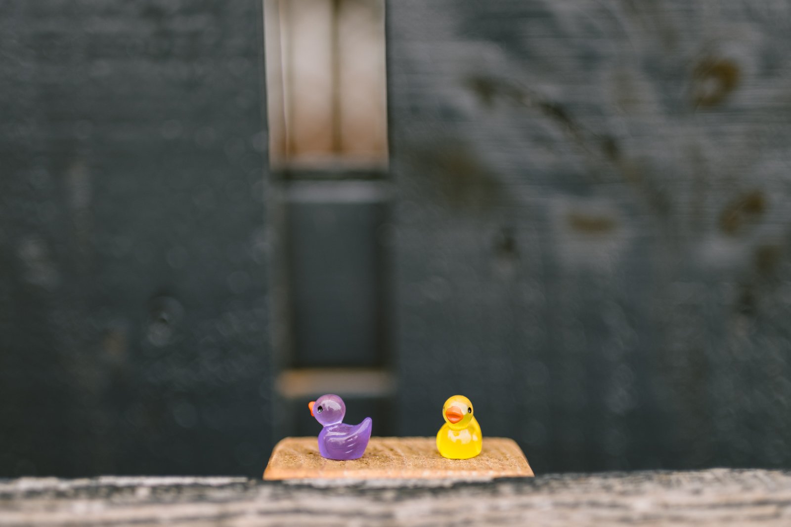 Two small rubber ducks, one purple and one yellow, sit side by side on a wooden surface, creating a charming touch perfect for an LGBT+ Friendly Wedding or a rustic farm wedding in Shrewsbury.