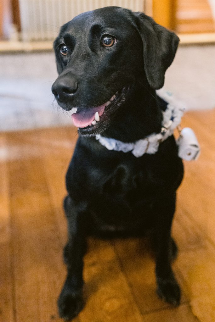 Black dog with a white ruffled collar and small accessory sits on a wooden floor at The Maynard, looking to the side with mouth open—capturing the joyful spirit of a late summer wedding near Padley Gorge.
